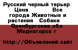 Русский черный терьер › Цена ­ 35 000 - Все города Животные и растения » Собаки   . Оренбургская обл.,Медногорск г.